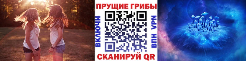 дарнет шоп Зерноград Псилоцибиновые грибы Psilocybe